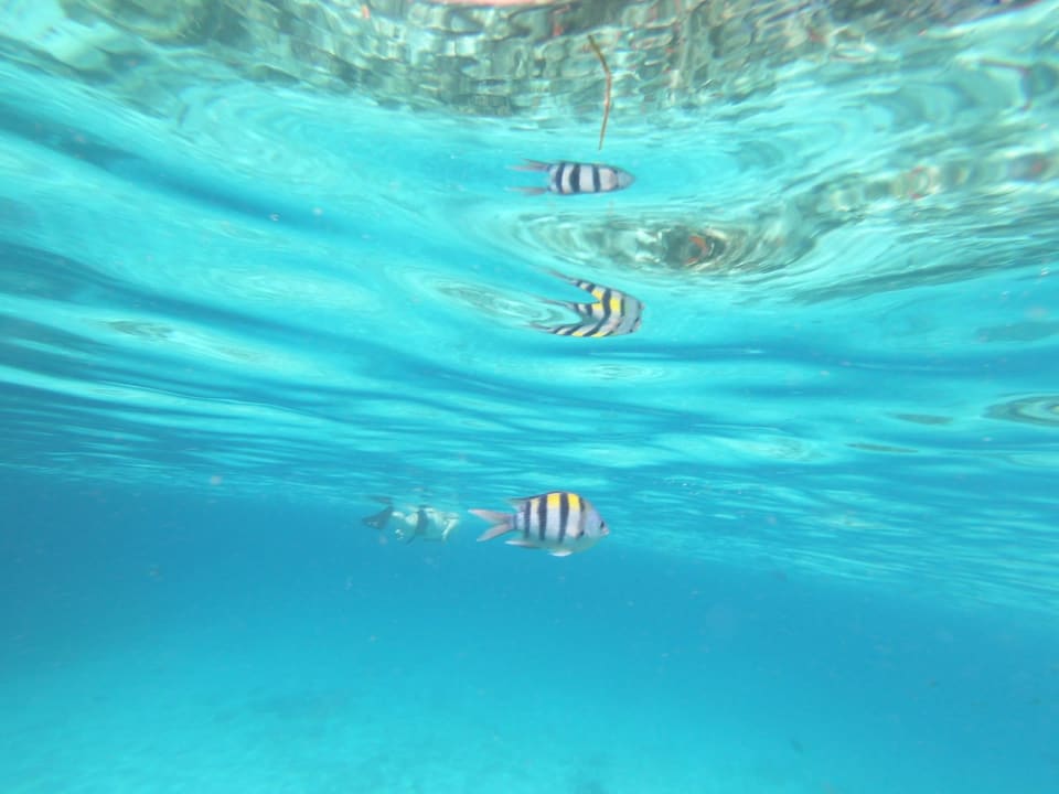 Sport & Freizeit Kuredu Island Resort & Spa