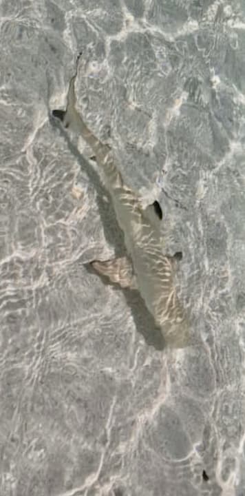 Strand Meeru Maldives Resort Island