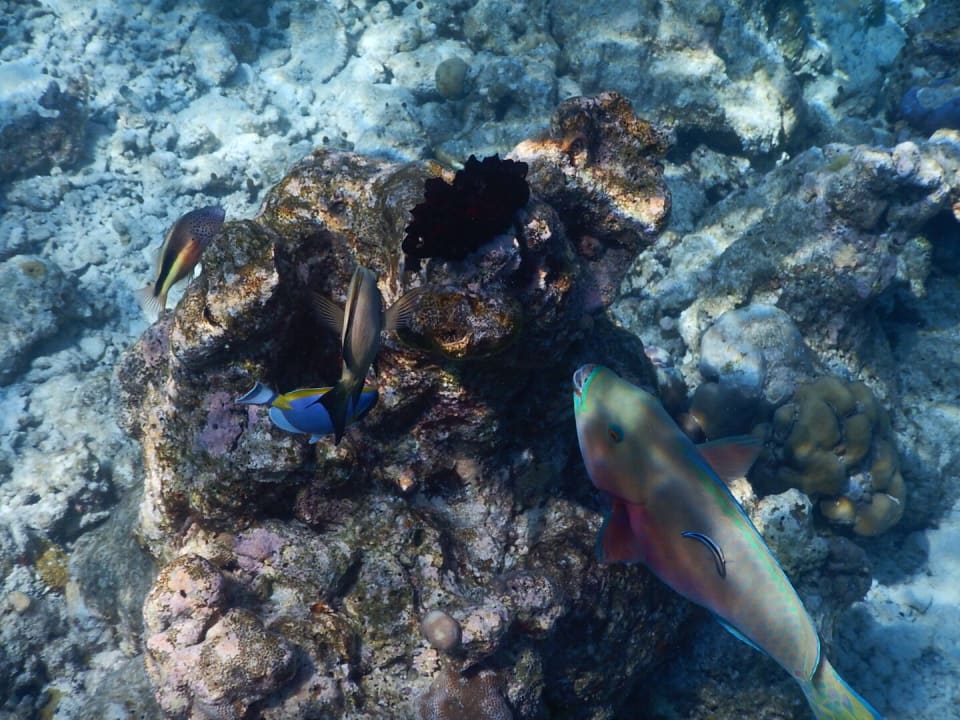 Meedhupparu Adaaran Select Meedhupparu Island Resort - Premium All Inclusive