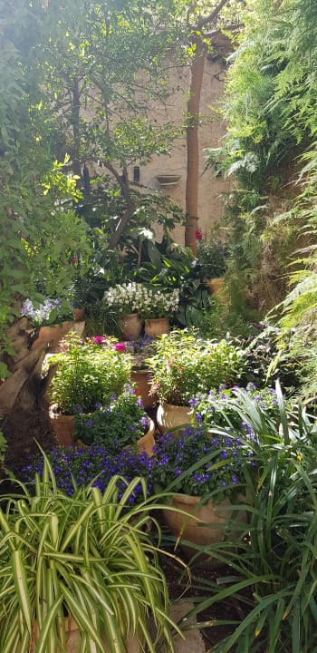 Gartenanlage Hotel The American Colony