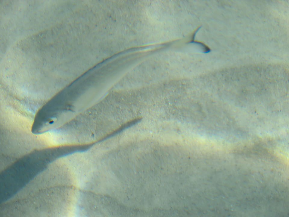 Wasserqualität El Mouradi Club Kantaoui