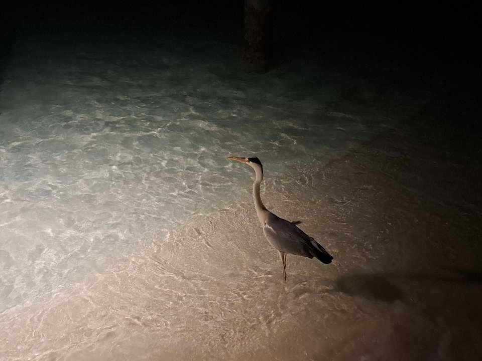 Strand Adaaran Select Meedhupparu Island Resort - Premium All Inclusive