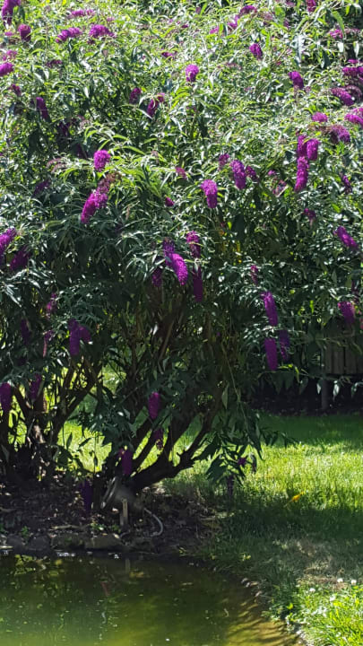 Im gegenüberliegenden Hotelgarten Hotel Ambassador