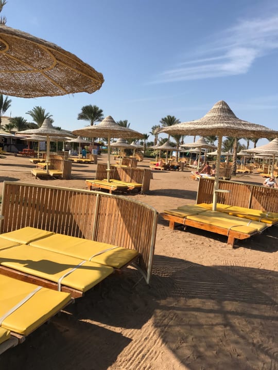 Sonnenliegen Desert Rose