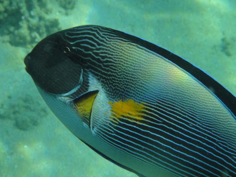 Doktorfisch Pickalbatros Palace Resort