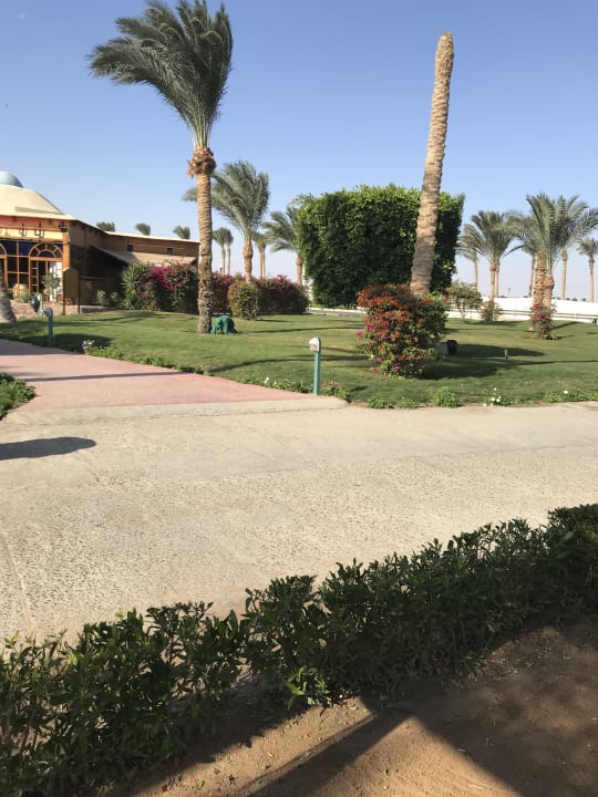 Sonstiges Desert Rose