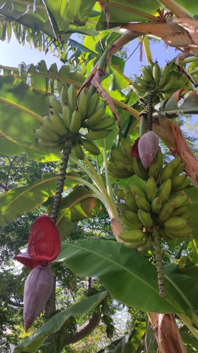 Sonstiges Bungalows Cordial Sandy Golf