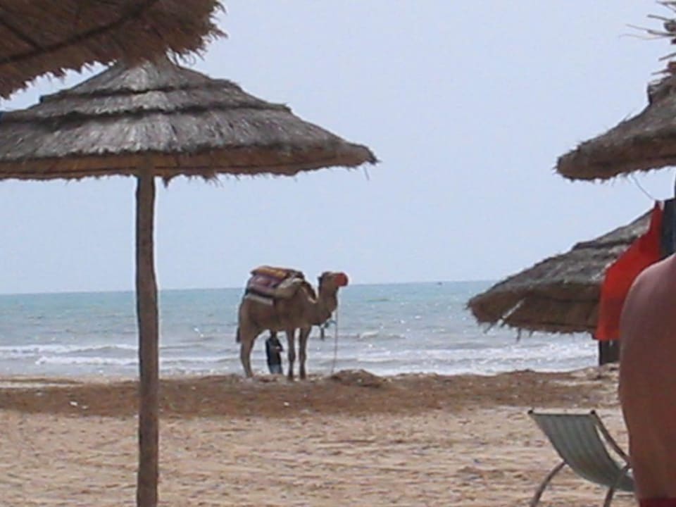 Kamel am Hoteleigenen Strand Djerba Castille
