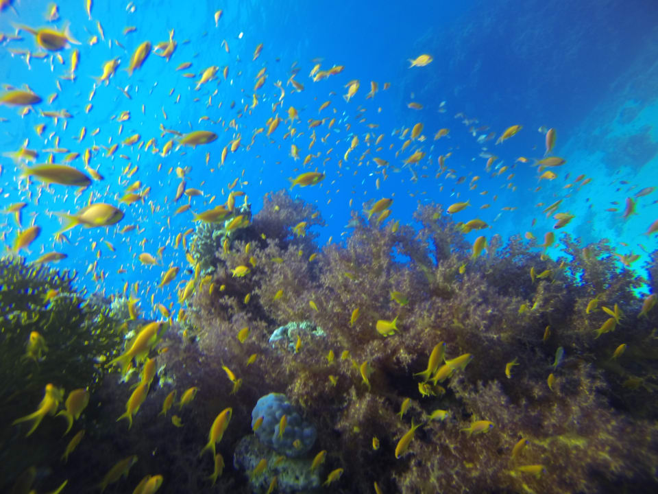 Sport & Freizeit Menaville Safaga