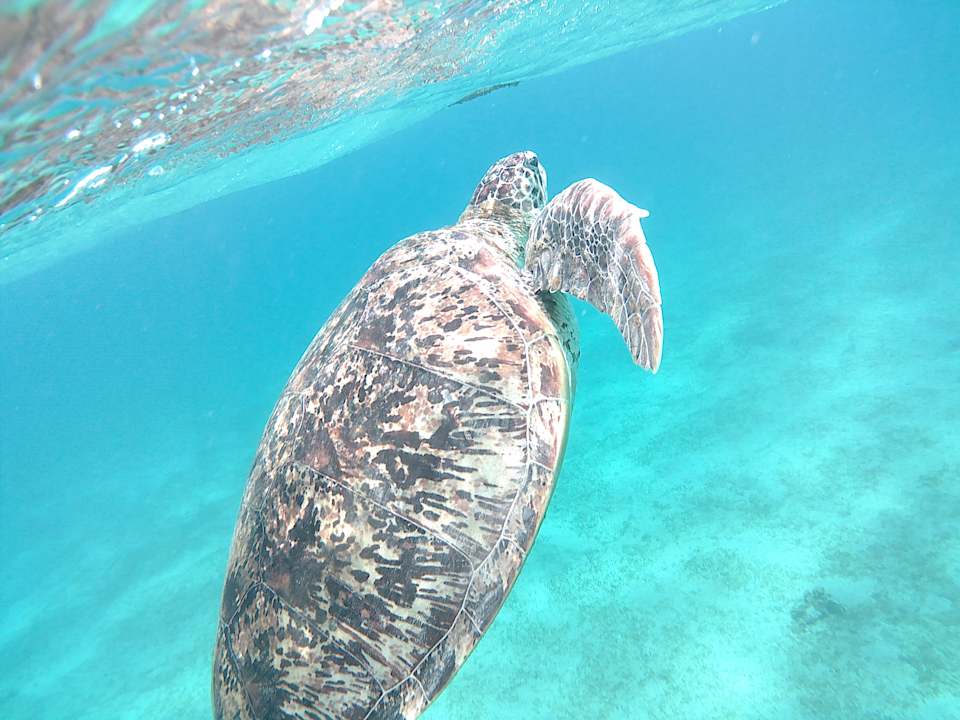 Sport & Freizeit Jaz Costa Mares (Adults Only)