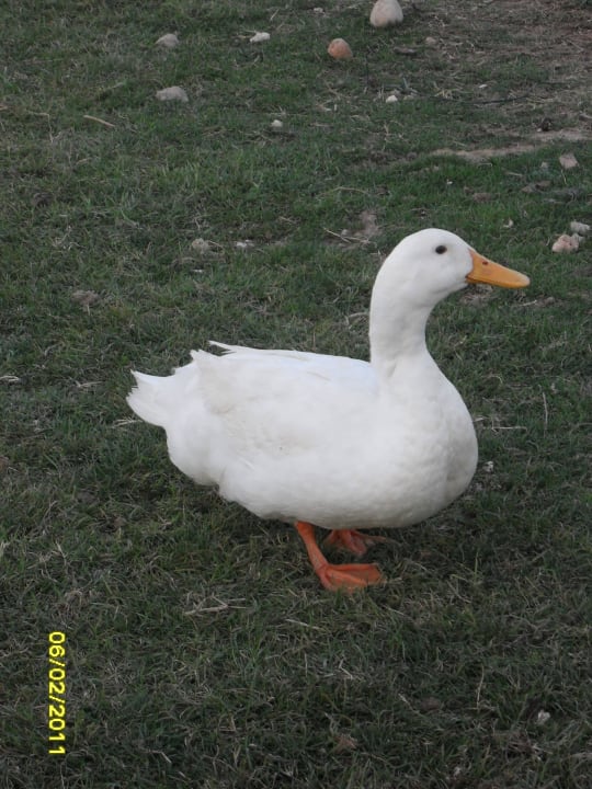 Belek Beach Resort Belek Beach Resort Hotel