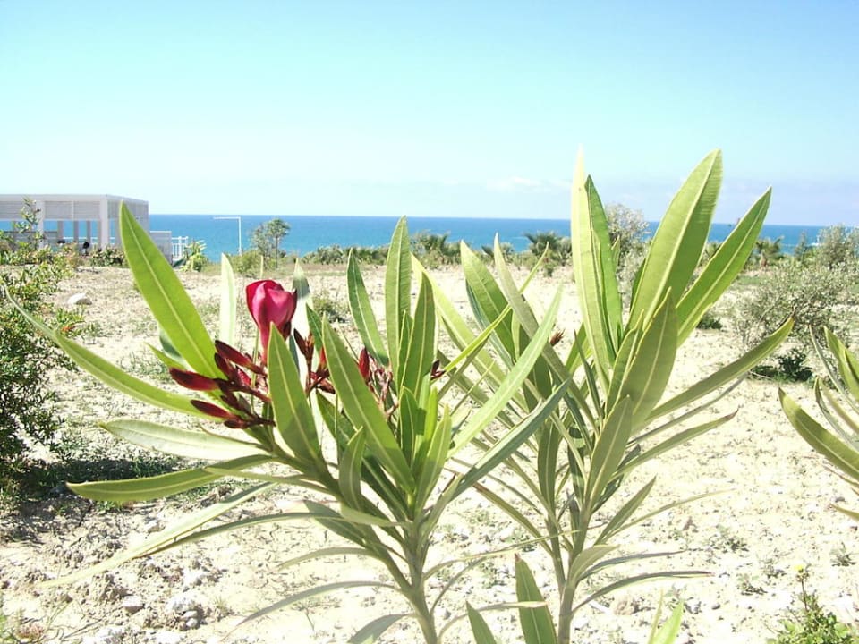 Obere Strandpromenade Hotel Süral Resort