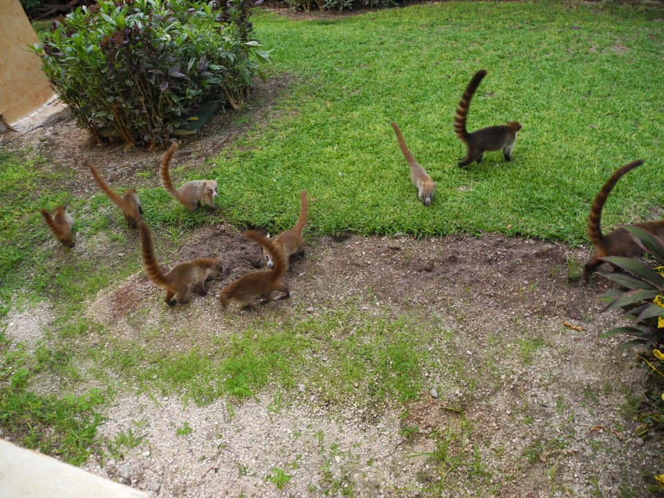 Eine Herde von Nasenbären Grand Palladium Select White Sand Resort & Spa