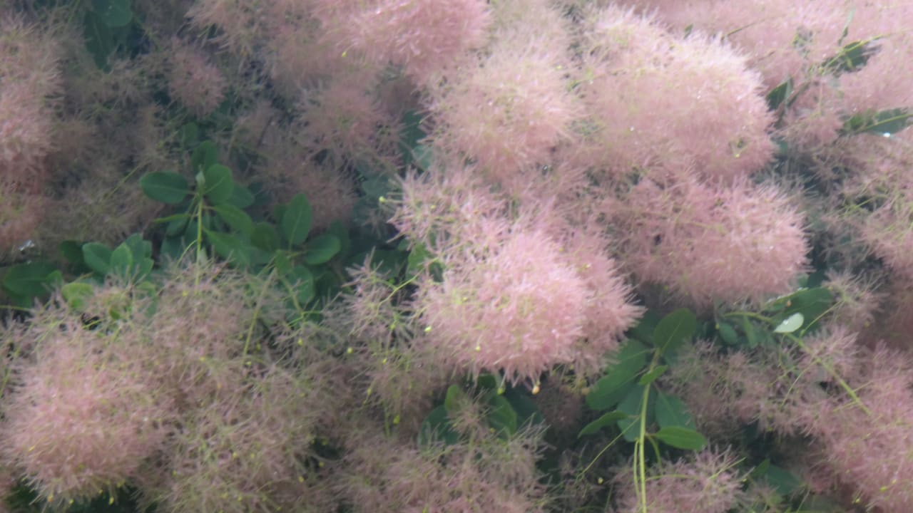 Ботанический сад Elena Hotel