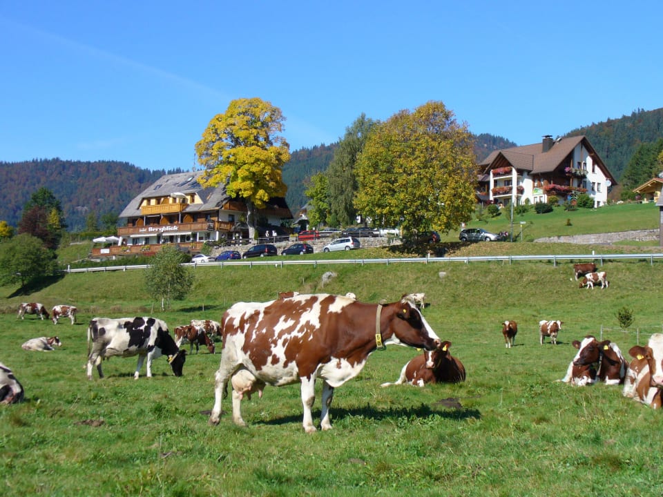 Bild vom Hotel Hotel Landgasthof Bergblick