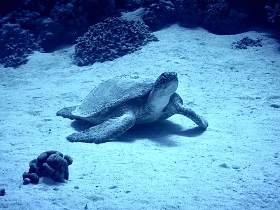 Sport & Freizeit Steigenberger Coraya Beach - Adults only