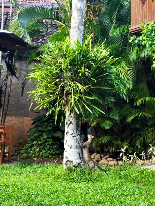 Gartenanlage Pahalage Guesthouse