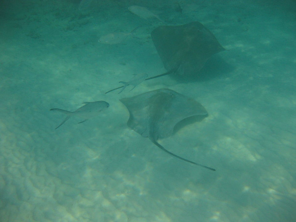 Unterwasserwelt am Hausriff NH Collection Maldives Reethi Resort