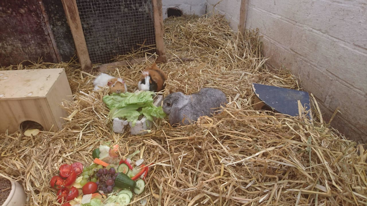 Futterstunde Pension Ostseebauernhof Horn