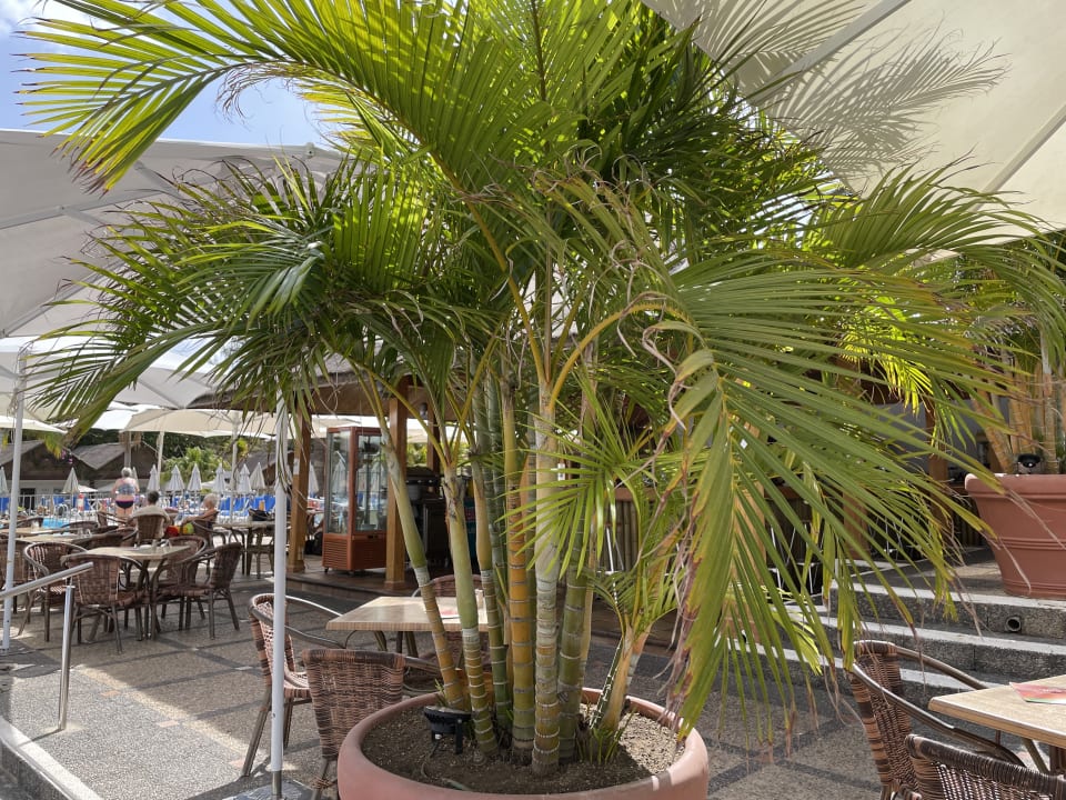 Gastro Bull Costa Canaria & Spa - Adults only