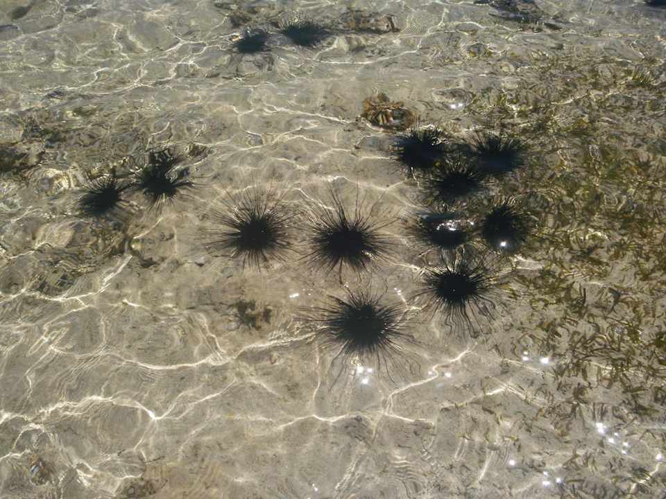 See-Igel Sea Beach Aqua Park Resort Managed by Blue Resorts