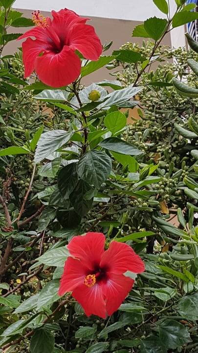 Gartenanlage The Sea Hotel by Grupotel - Adults only