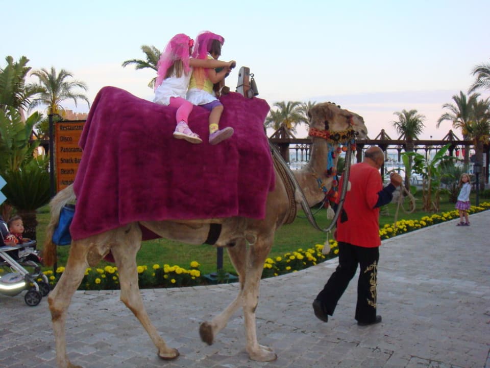 Wieczór Turecki TUI BLUE Palm Garden