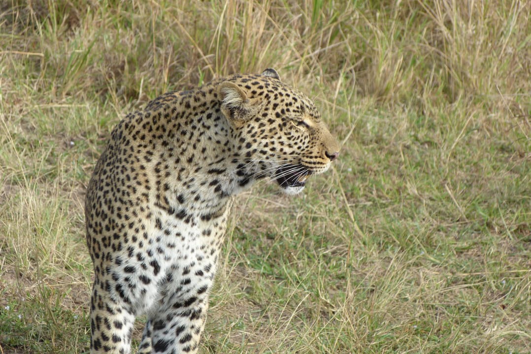 Sonstiges Aruba-Mara Camp