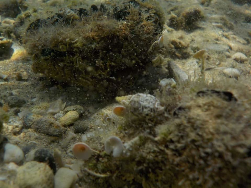 Pod wodą2 Asteria Venus Didim