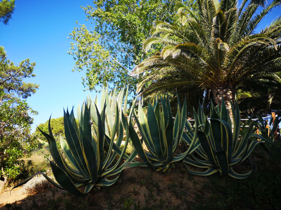 Gartenanlage PortoBay Falésia