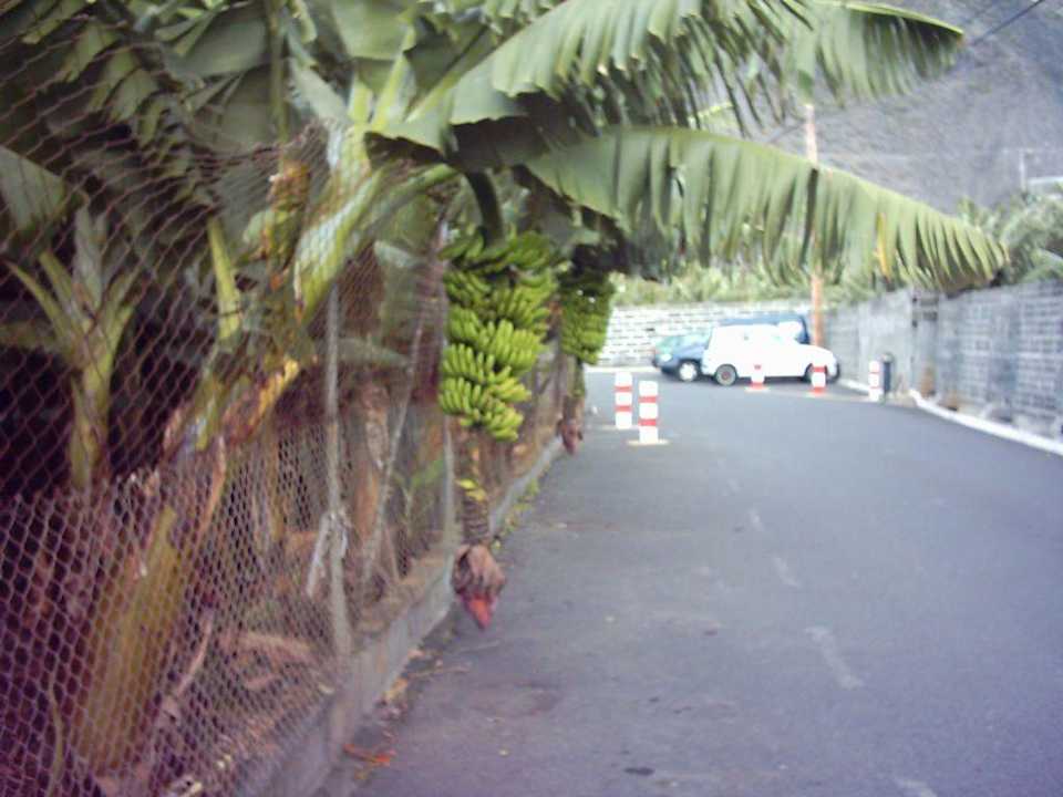 Hotel-Zufahrt Melia La Palma Hotel