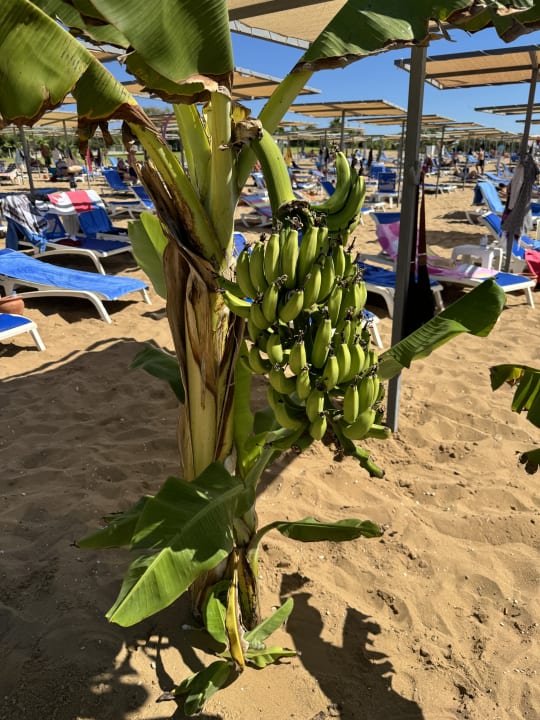 Strand Süral Saray Hotel