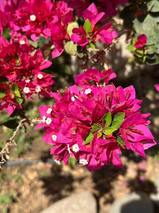 Gartenanlage Lahami Bay Beach Resort