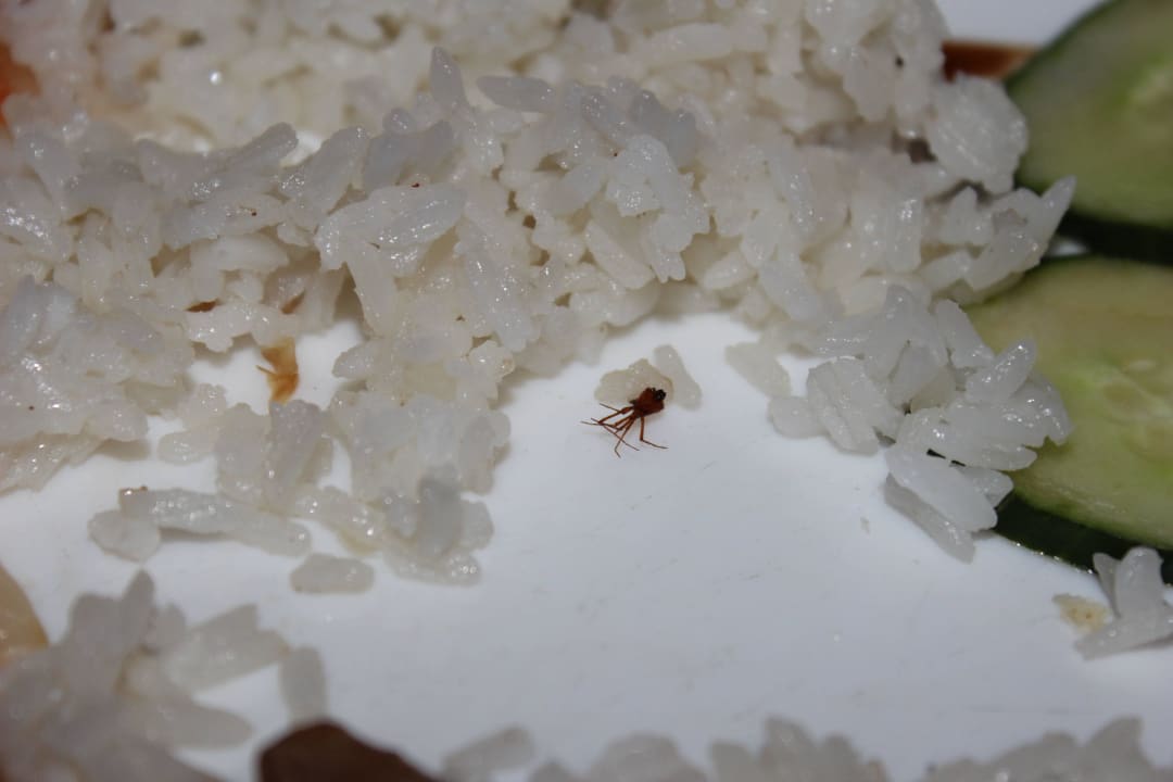 Spider in food Memories Flamenco Beach Resort