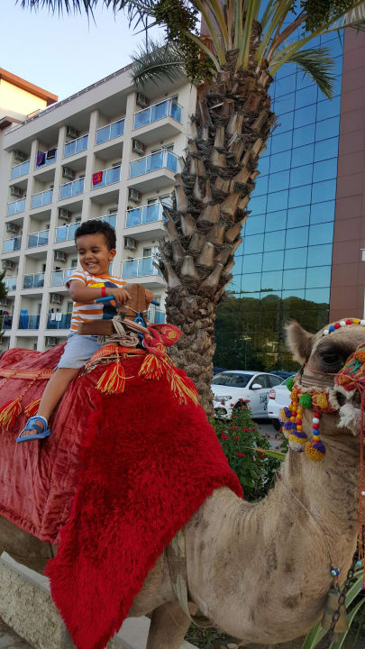 Camel zum streicheln vorm Eingang  Annabella Diamond Hotel & Spa