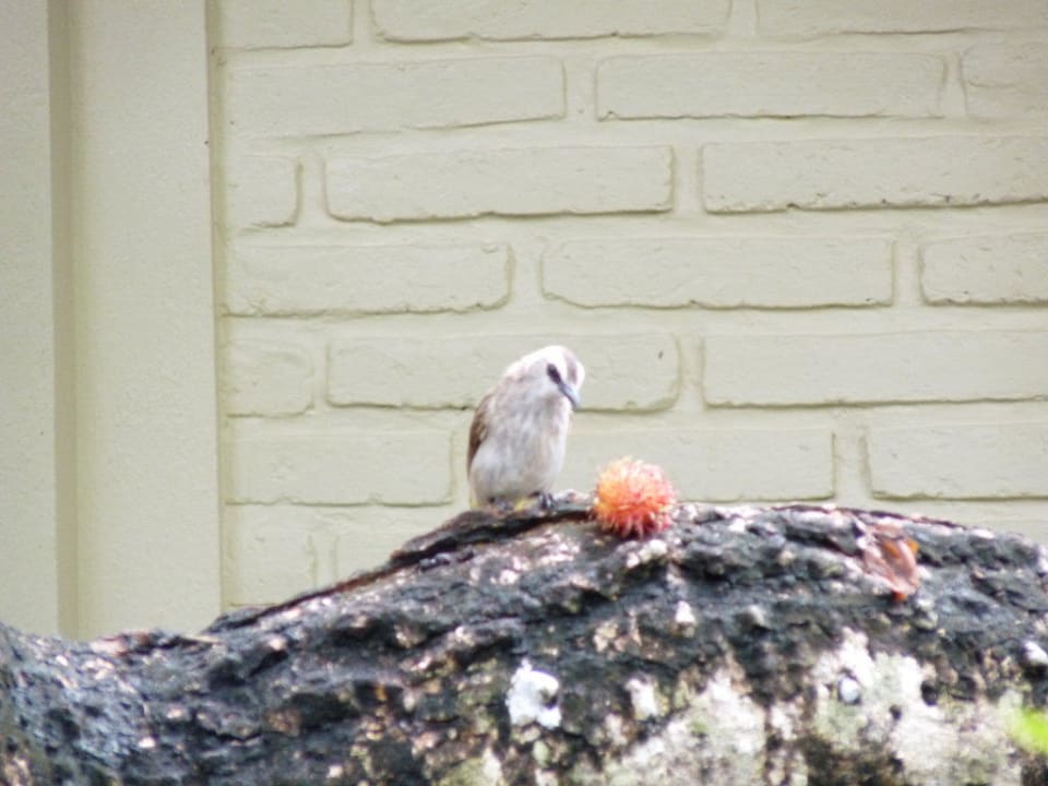 Fliegender Hotelgast Puri Santrian