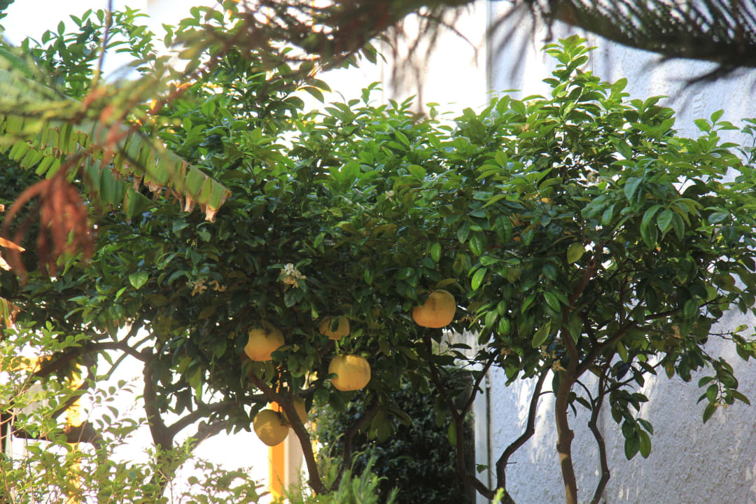 Pampelmusen Hotel Quinta Paraiso da Mia