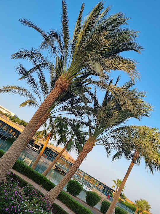 Gartenanlage Club Paradisio El Gouna, Red Sea