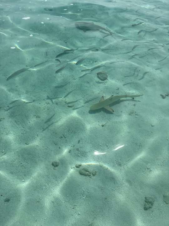 Pool Vilamendhoo Island Resort & Spa