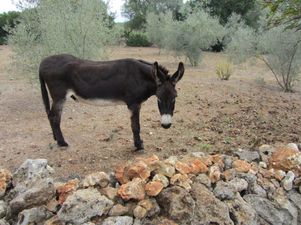 Esel Toni Finca Can Pina