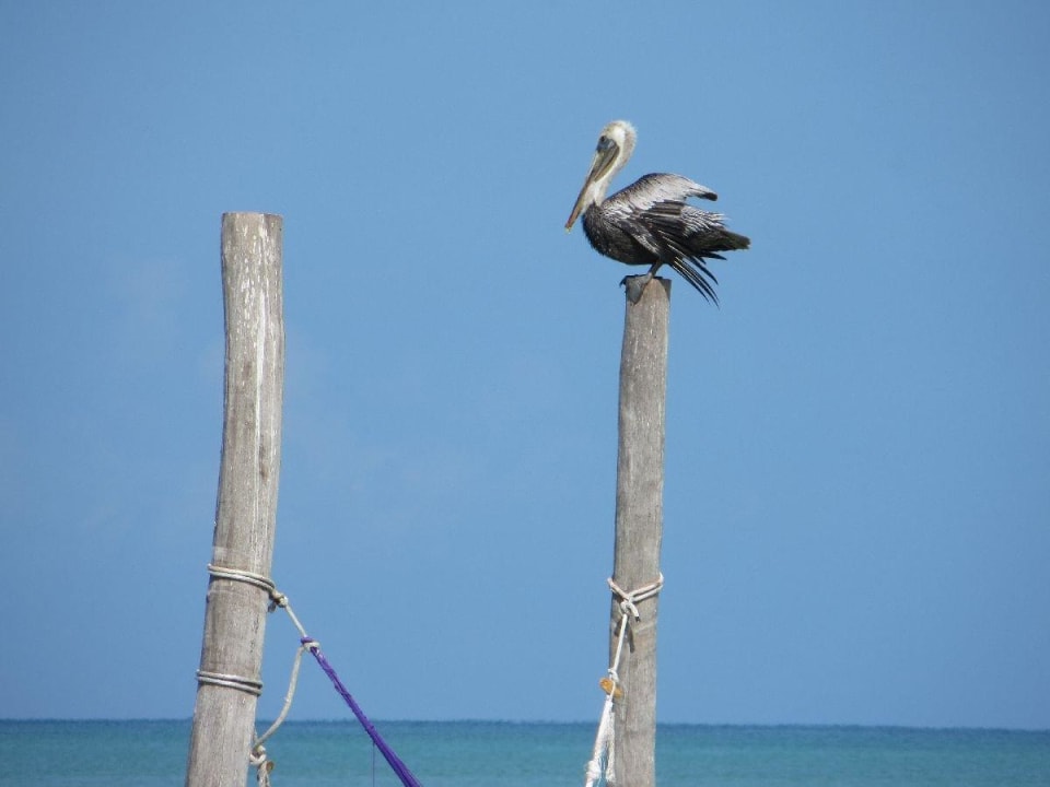 Selbsterklärend Hotel Villas Flamingos