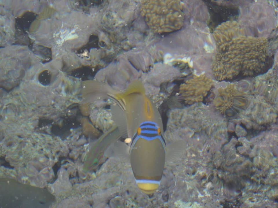 Meereswelt Savoy Sharm El Sheikh