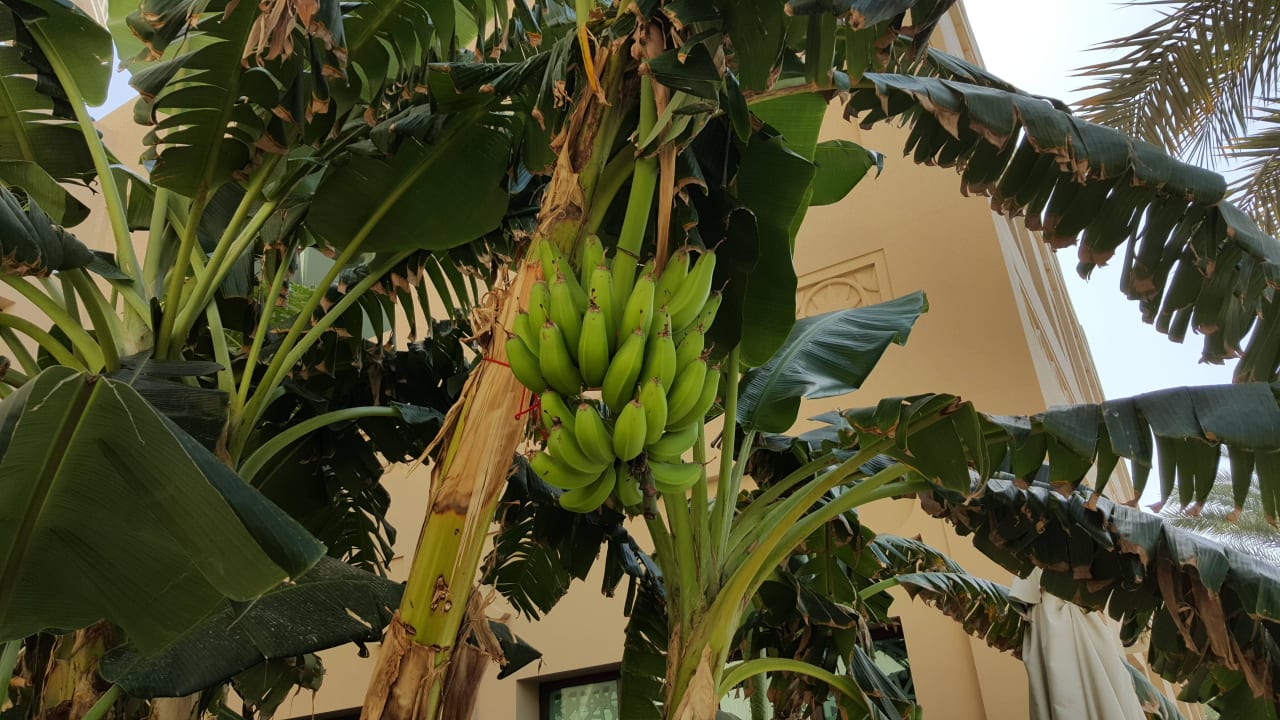 Bananenbaum Fairmont The Palm