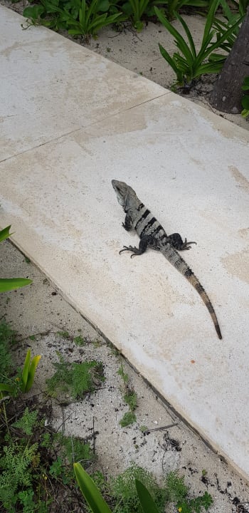 Außenansicht Akumal Bay Beach & Wellness Resort