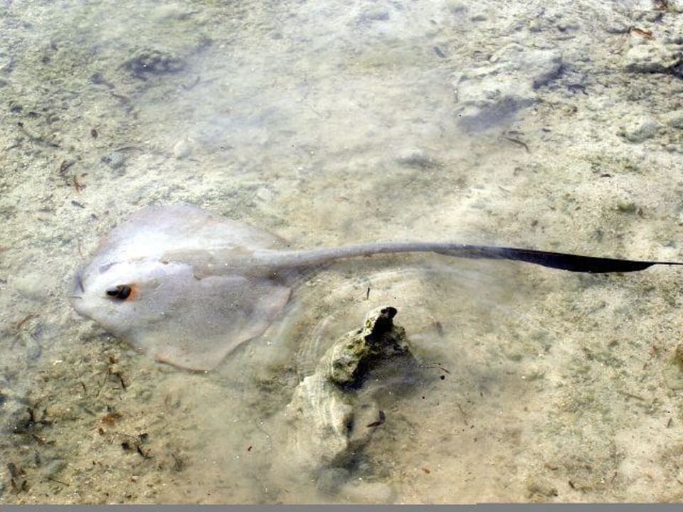 Baby-Ferderschwanz-Stechrochen Kuredu Island Resort & Spa