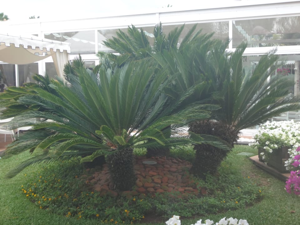 Garten Iberostar Waves Ciudad Blanca