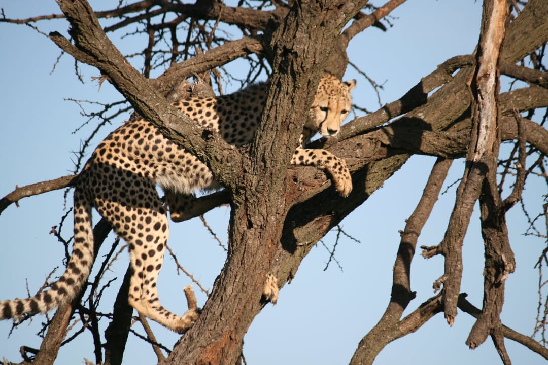 Gepard Royal Mara Safari Lodge