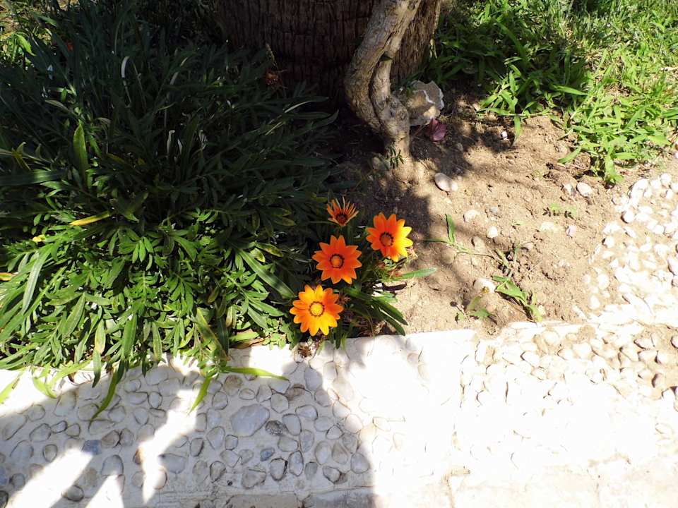 Super Selectum Family Comfort Side