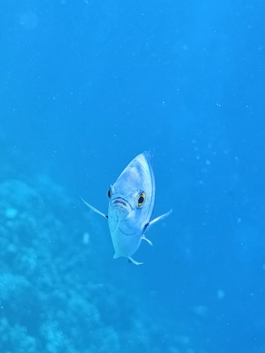 Sonstiges Jaz Costa Mares (Adults Only)