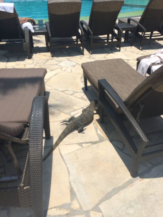 Hotelowa jaszczurka Hotel Shangri-La's Rasa Sentosa Resort